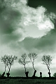 arbre et ciel 28_03_09n01